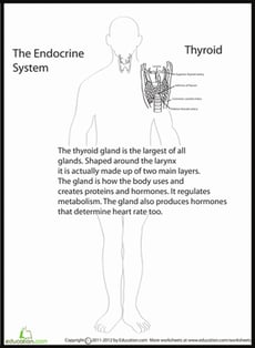 Human Anatomy: Thyroid
