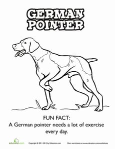German Pointer Coloring Page