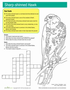Sharp Shinned Hawk Facts