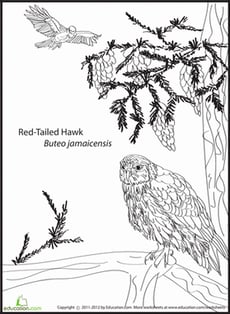 Red-Tailed Hawk Coloring Page