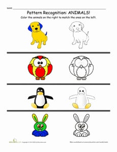 Patterns and Colors: Animals