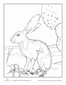 Jackrabbit Coloring Page
