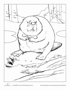 Beaver Coloring Page