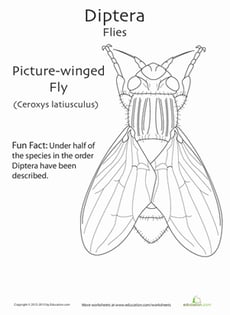 Diptera Coloring Page