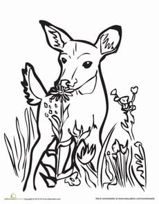Fawn Coloring Page