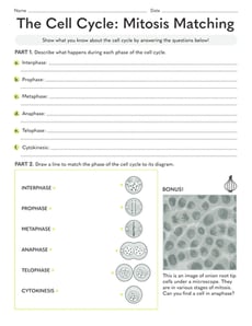 The Cell Cycle: Mitosis Matching