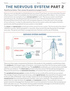 The Nervous System: Part 2