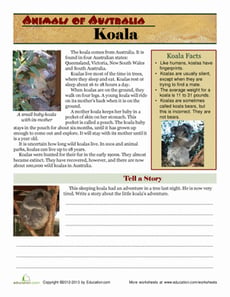 Animals of Australia: Koala