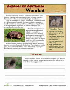Wombat Facts