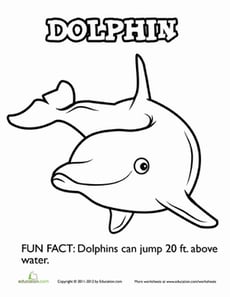 Delightful Dolphin