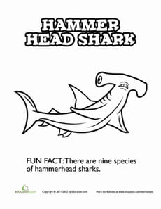 Hungry Hammerhead Shark
