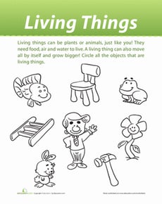 Classification of Living Things