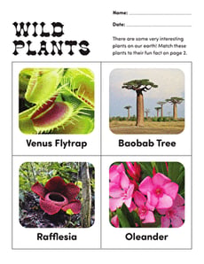 Wild Plants
