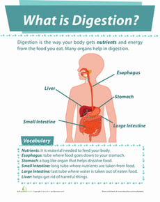 What is Digestion?