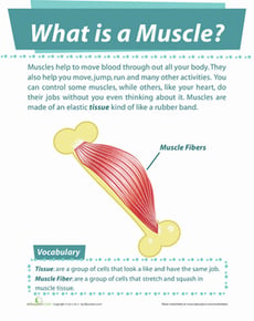 What is Muscle?