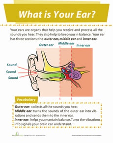 Ear Diagram