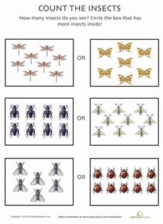 Count the Insects 7