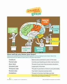 The Brain