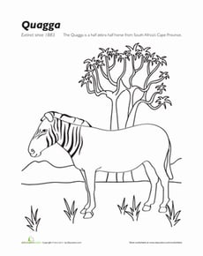 Quagga