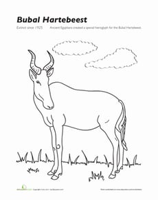 Bubal Hartebeest