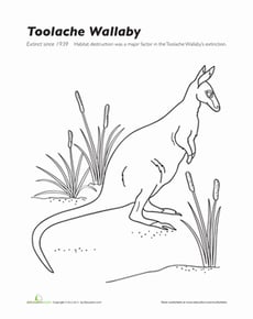 Toolache Wallaby