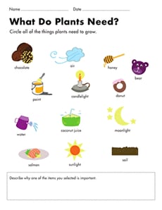 What Do Plants Need?