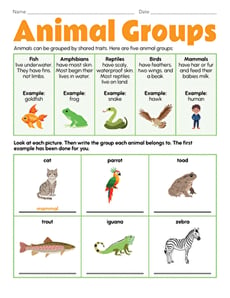 Animal Groups