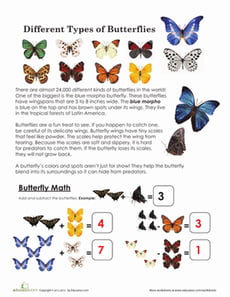 Different Types of Butterflies
