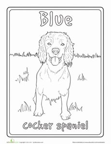Cocker Spaniel