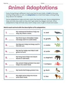 Animal Adaptations