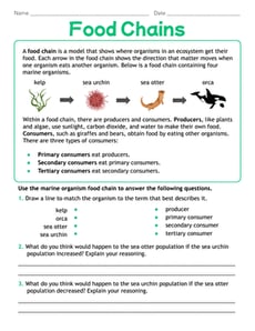 Food Chains
