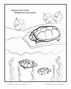 Sonora Mud Turtle
