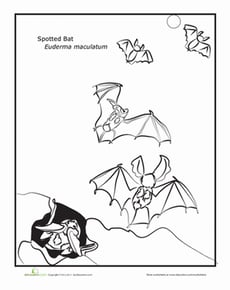 Spotted Bat