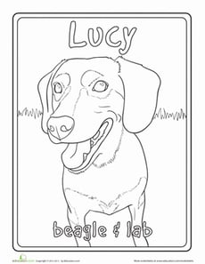 Beagle Lab Mix