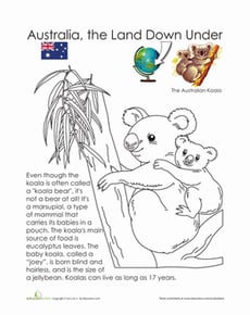 Koala