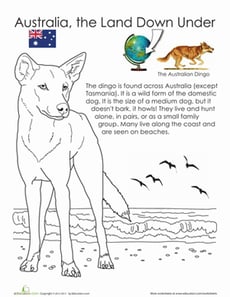 Dingo