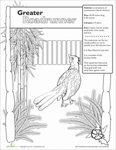 Greater Roadrunner