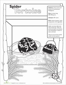 Spider Tortoise