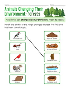 Animals Changing Their Environment: Forests