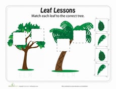 Leaf Match-up