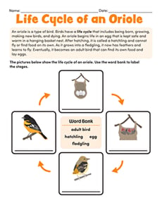 Life Cycle of an Oriole