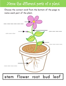 Name the Parts of a Plant