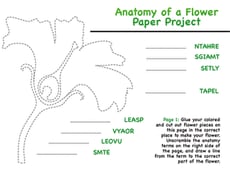 Anatomy of a Flower Paper Project