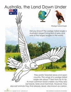 Wedge-tailed Eagle