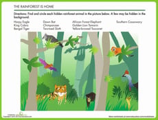 Animals in the Rainforest