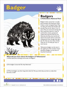 Badger