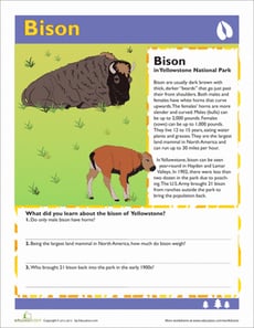 Bison