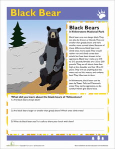 Black Bear