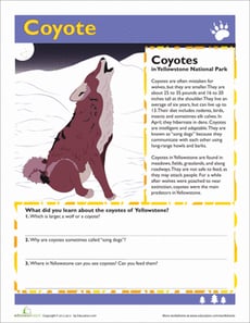 Coyote Facts