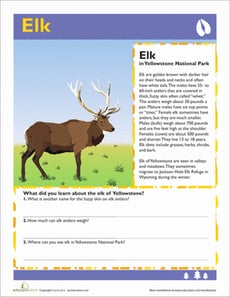 Elk